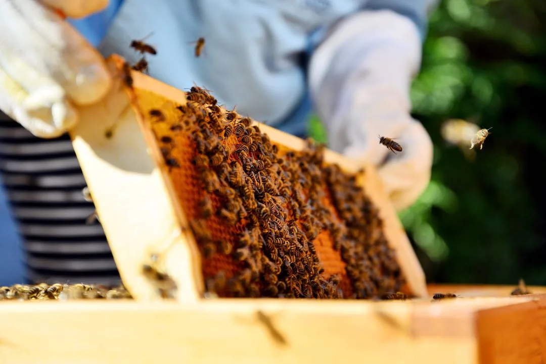 Sell a Beekeeping Business